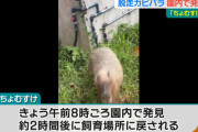 沖縄市の脱走カピバラ、無事捕獲される