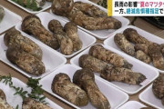 【朗報】絶滅危惧種 『土用マツタケ』長雨の影響で豊作！
