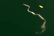 海でひらひらと舞うリボンのような不思議な生物に遭遇、その正体は？