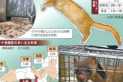 【イタチごっこ】「コナモン（粉物）が好物なのでは」大阪でイタチが大繁殖する理由