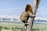 サバンナの野生動物が一番怖がるもの、ライオンの鳴き声でも銃声でもなく○○だと判明！！