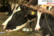 「いまは耐えて頑張っている」“飼料価格高止まり”経営厳しい酪農家の切実なお願い「牛乳を飲んでもらえることが応援につながる」宮城