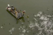 ケンタッキー州で行われた電気ショッカー船による外来魚駆除の動画がすごい。