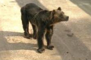 【悲報】ヒグマ、意外と弱かった