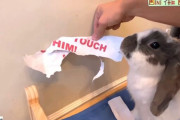 「ふざけんなこの紙こうしてやる！」飼い主さんの貼り紙に怒れるウサギが凶暴化