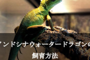 コモドドラゴン以外にドラゴンの名を冠する生き物がいないのってなんで？