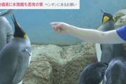 【悲報】ペンギンさん、サバを食べないwwwww