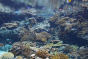 【閲覧注意】水族館飼育員、ドデカい吸血ヒルに自分の血を与えていた事が判明・・・