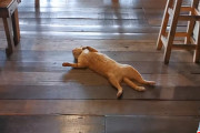 「どうぞご自由におモフり下さい」猫が床に転がったまま微動だにしないレストランの風景（タイ）