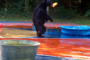 日頃のストレス発散中!?一心不乱にプールを破壊するクマの姿をカメラがとらえる