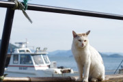 【ねこ画像】島のねこ、寺のねこ【再】