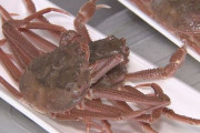 北海道産のズワイガニが300円、謎の大量発生で処分価格に