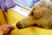 【おそロシア】熊との社会的距離が近すぎるオンリーロシア。窓から顔を出す熊にお菓子をあげるスタイル