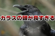 カラスとかいう賢過ぎる鳥