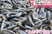銚子でイワシが去年の1890倍の豊漁