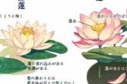 蓮と睡蓮の違いについてまとめました　蓮の茎は実際は水面から1メートルくらいあるのでひと目でわかりますよ！