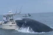 【動画】激怒系クジラ、船を転覆させてしまう　アメリカ