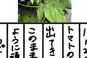土居楓奏が育ててるトマトに関しての大切なお知らせ