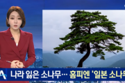 韓国メディア「山林庁の英文ホームページに "日本赤松"」韓国の反応
