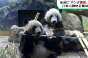【画像】日本の田舎同士でパンダ争奪戦が始まるwwwwwwwwwwwwwwwwwwwwwww