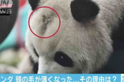 パンダの頭の毛が薄くなったワケは…中国で議論白熱