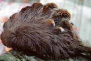 【画像】アメリカで触ると死ぬフサフサの毛虫が大量発生ｗｗｗ