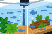 【悲報】いきなり水槽の魚がほぼ全滅したんだが・・・・・・・・