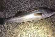 シーバスなどが釣れたよぉ