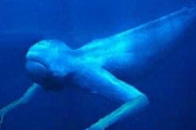 深海に棲む異形の生物画像