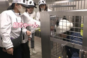 白浜町、パンダの被り物した飼育員に笹の葉を食べさせるイベントを開催してしまう