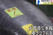 【朗報】マグロ漁師の山本さん1億9320万のマグロを釣り上げる