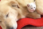 【動画】野良子猫を拾って帰ってきたゴールデンレトリバー。