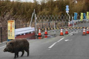福島の立入禁止区域で増える動物、放射線の影響は？チェルノブイリに似た状況