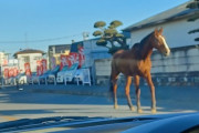脱走した馬が道路を走っているらしいw w