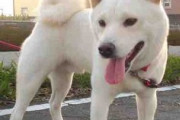 【誇高】狼に遺伝的に最も近い犬、飼い主に撫で撫でを要求…