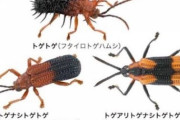 【虫注意】「トゲナシトゲトゲ」「トゲアリトゲナシトゲトゲ」← つまりトゲはあるのかないのか・・・