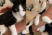 「とっても怖いのっ」飼い主さんの腕にしがみついて、静かにシャワーを浴びるハチワレ猫ちゃんが可愛すぎる