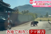 【動画】 日テレさん、なんG民でも理解できるクマ被害の動画を作ってしまう?