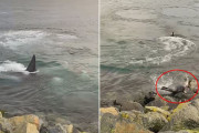 間一髪！ ギリギリのところで『シャチ』から逃れる『アザラシ』が撮影される　スコットランド【動画あり】