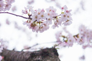 外国人観光客「日本の桜！うおおおお！」←まぁ解る