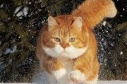【GIF】雪国にも野良猫がいるのね…逞しすぎwww