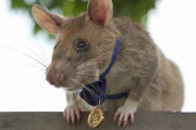 地雷や不発弾を見つけ人命を救うネズミに金メダル授与！ 人間よりも有能な仕事ぶりに驚愕の声！！