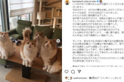 かまいたち山内健司と妻、愛猫「にゃんじ」との最後の別れ