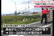 ニワトリ５０００羽輸送中「速度上げた拍子にかごが落ち…」ニワトリ大脱走、警官や近くの人が追いかけて全部捕まえる