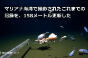 【画像】俺「水深8336mの深海魚かぁ…見た目グロいんだろうなぁ」→結果ｗｗｗｗｗｗｗｗｗｗｗｗ