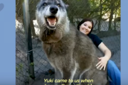 大きな身体でも甘えん坊な狼犬（Wolf Dog）がカワイイ！ 海外の反応