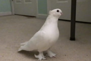ペットの白い鳩が喉を鳴らしながら自分でベッドに向かう様子が可愛い！