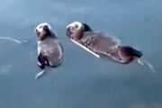 【動物】人間に助けを求めたラッコの動画が人気に(*´д｀*)
