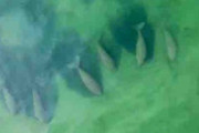 【タイ】ゆったりと泳ぐジュゴンの群れ　コロナ禍、野生生物には恩恵