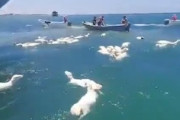 【海難】イエメン沖でヒツジを満載した船が転覆してしまう事故。